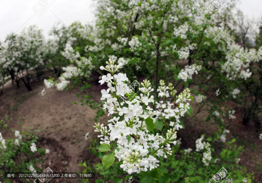 丁香花