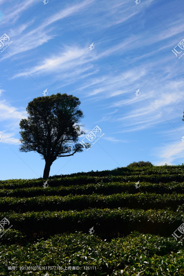 风云茶山