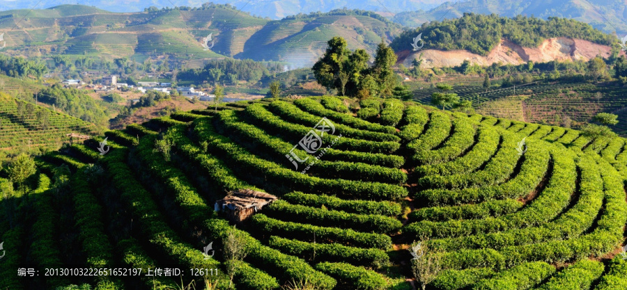 锅盖形茶山