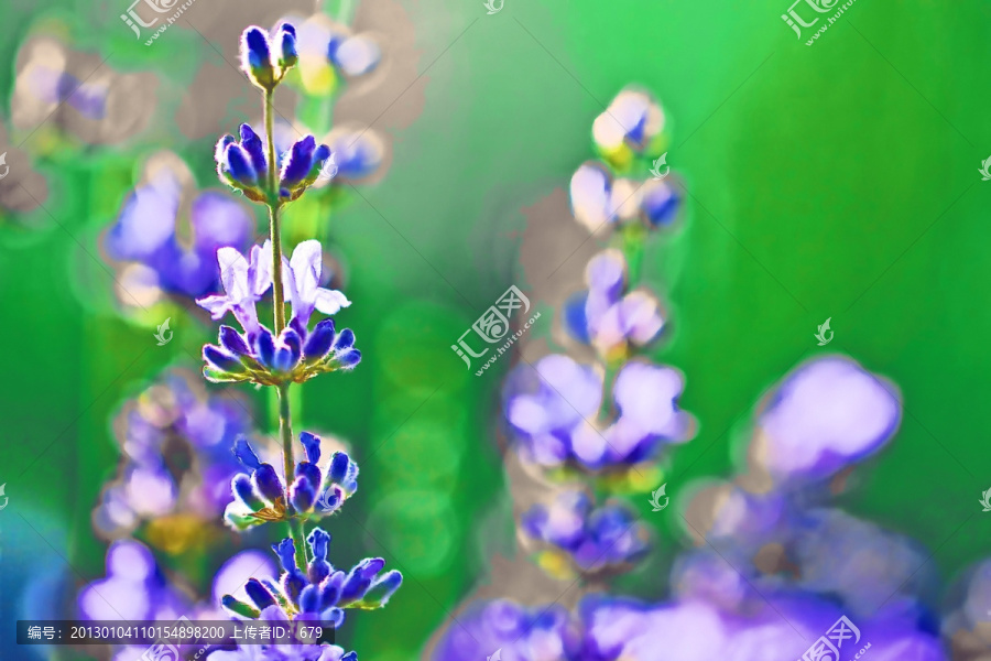 水彩薰衣草