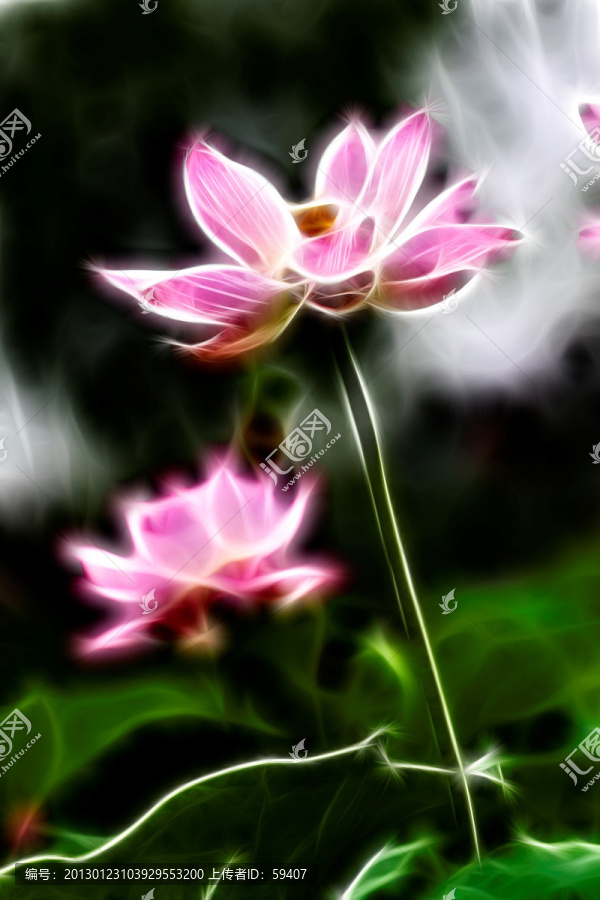 無框畫,荷花