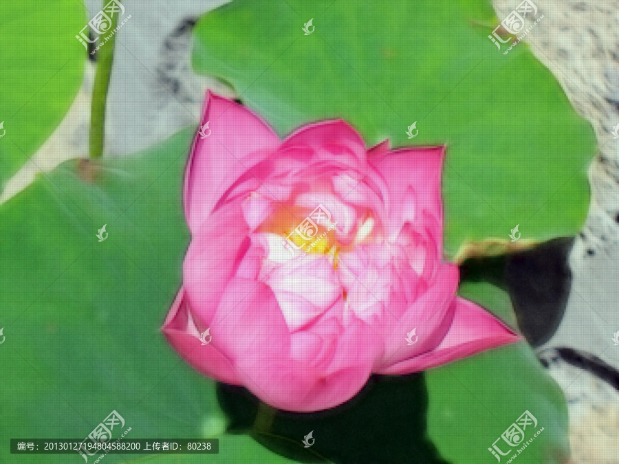 藝術(shù)荷花