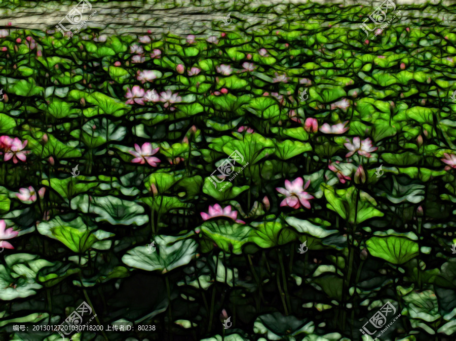 藝術(shù)荷花