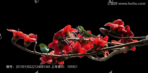 木棉花,繡眼鳥