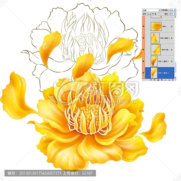 金蓮花