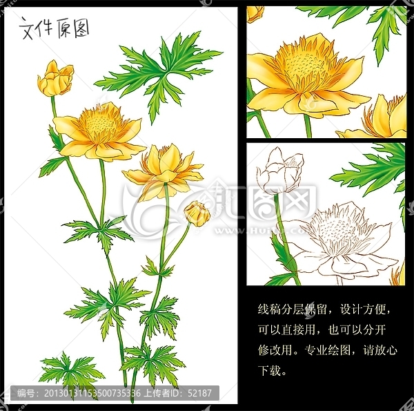 草藥圖金蓮花