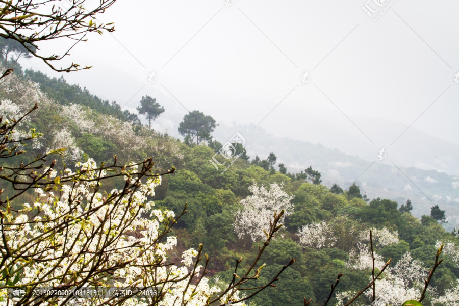 开满梨花的山坡