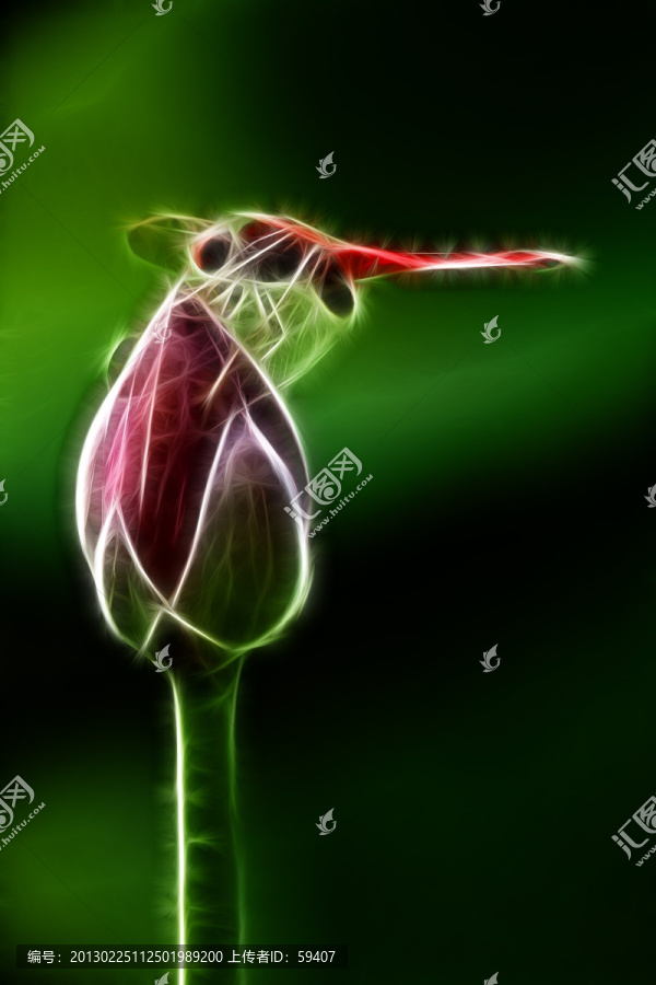 無框畫,荷花,蜻蜓