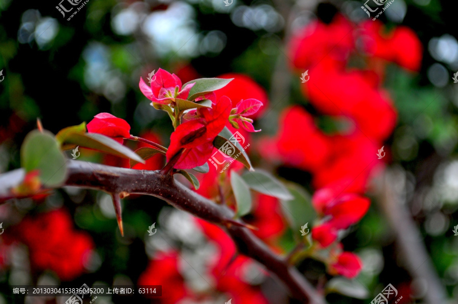 花卉,三角梅