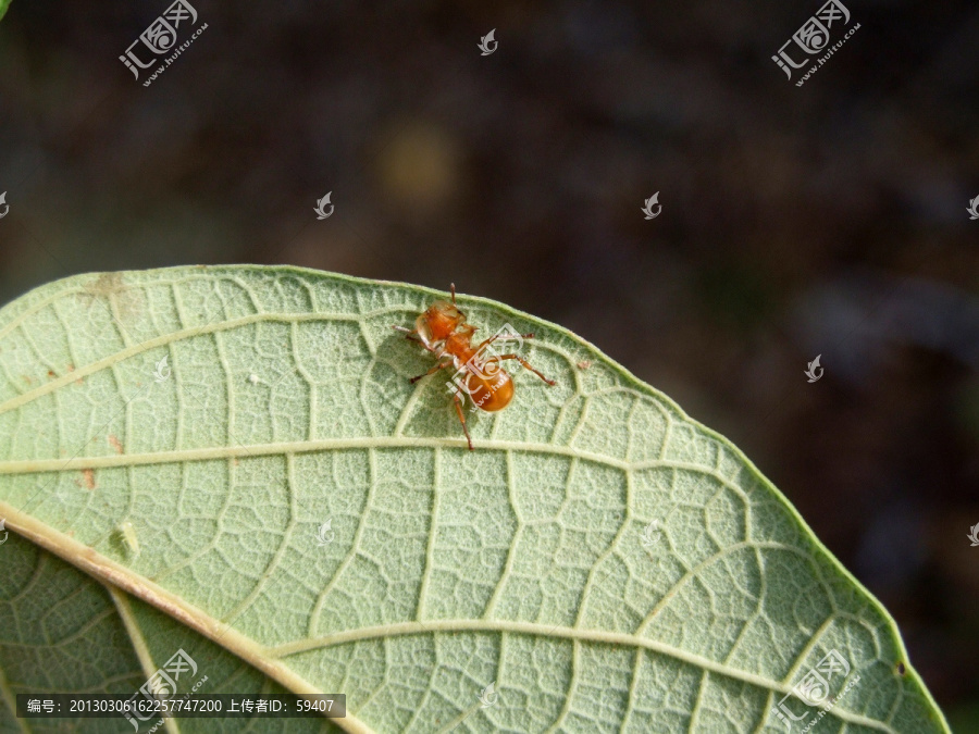 蚂蚁,南美的蚂蚁,会滑翔的蚂蚁