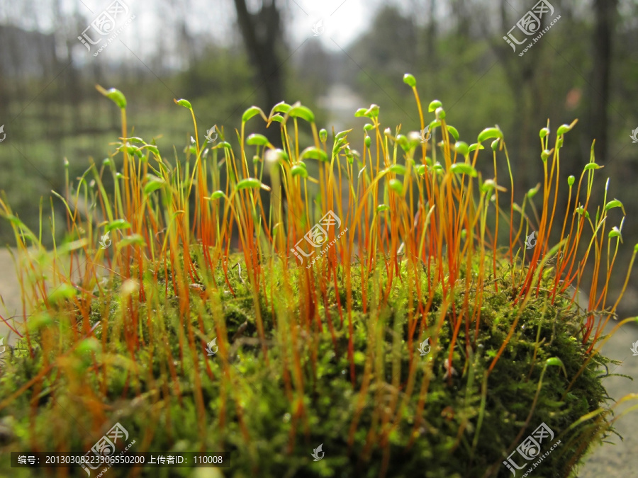 苔藓