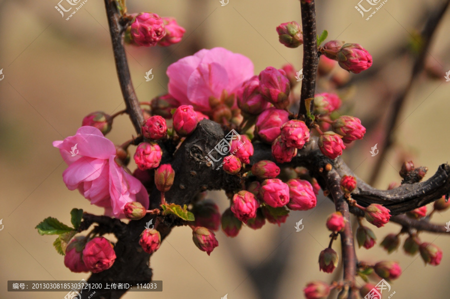 桃花