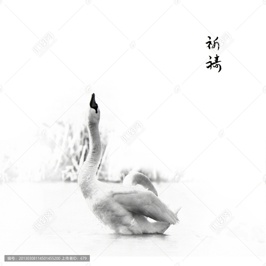 虔誠的天鵝,（合層）