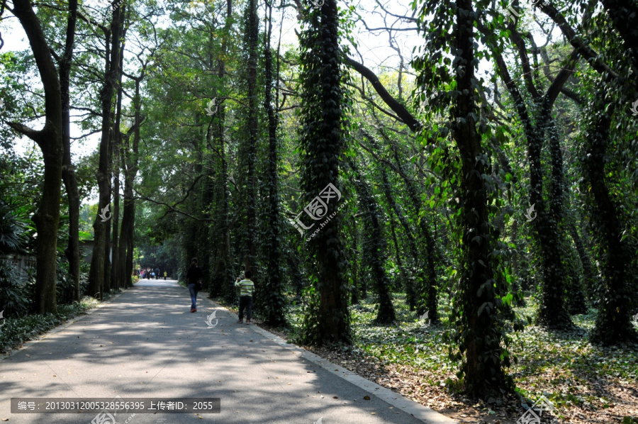 华南植物园,面条树