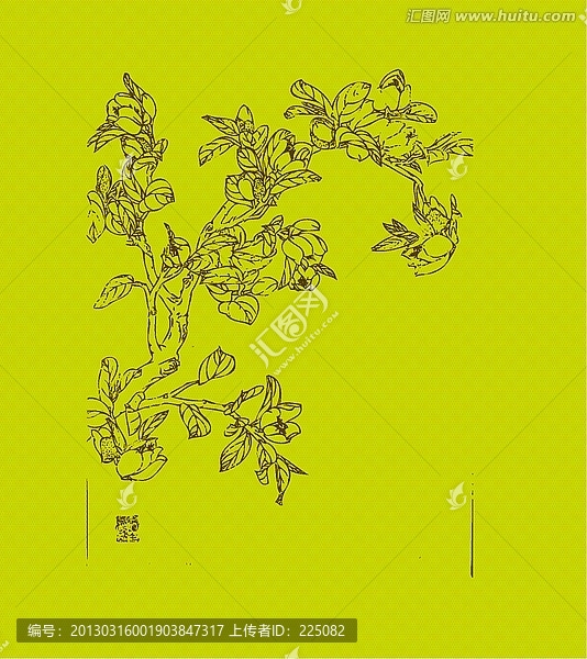 含笑花