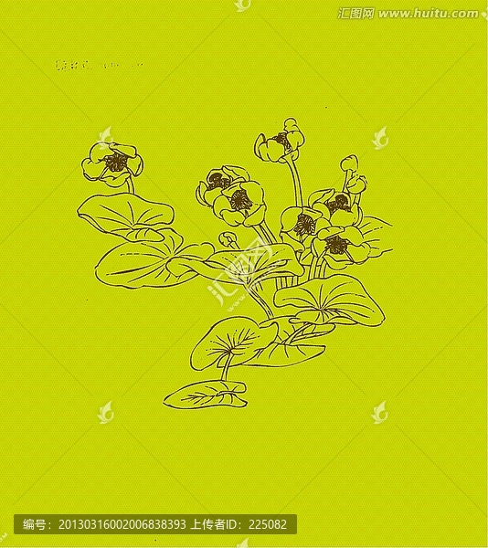金蓮子