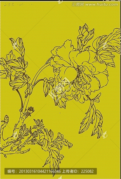 牡丹