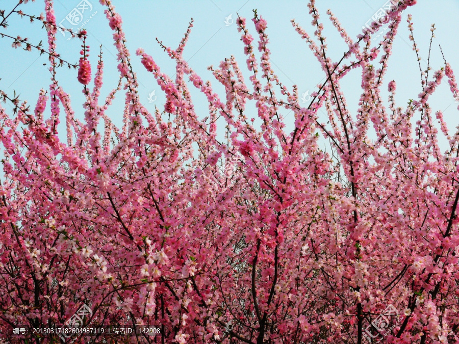 桃花