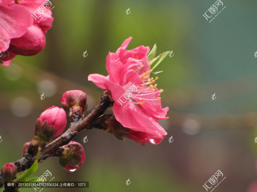 碧桃花雨