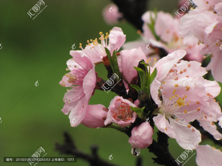 雨中桃花