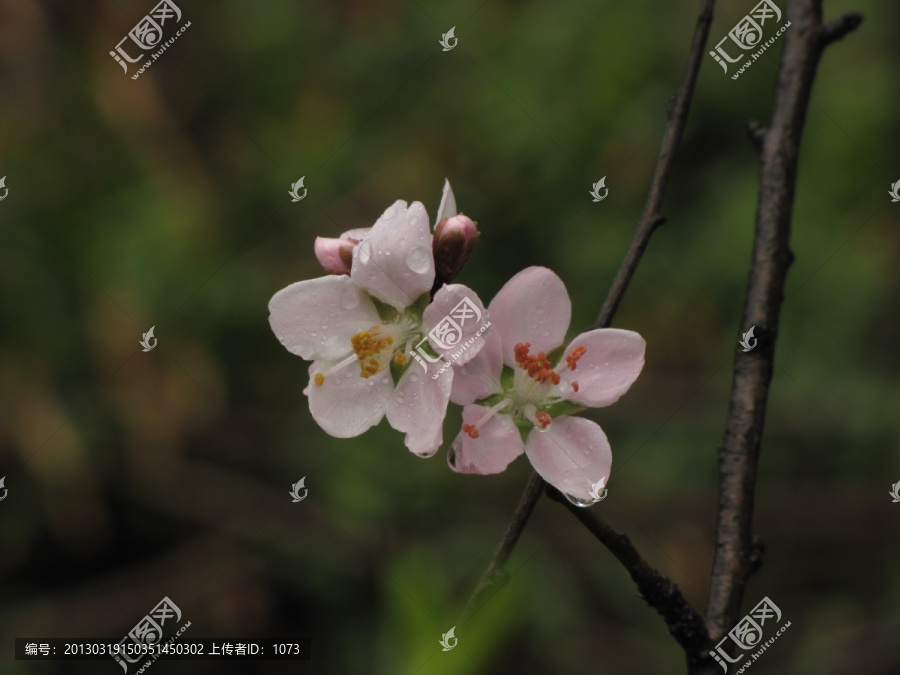 雨中桃花