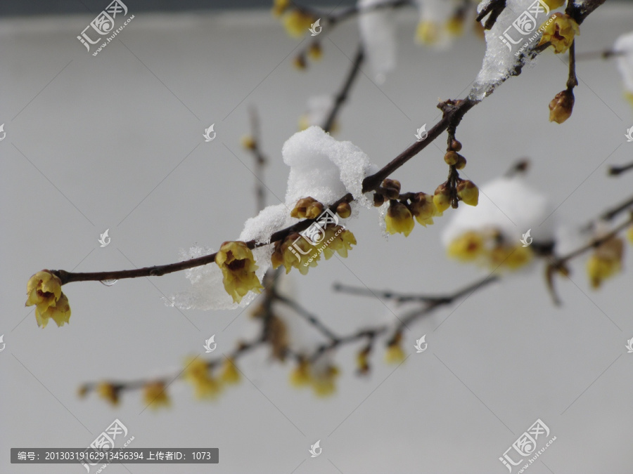 腊梅傲雪