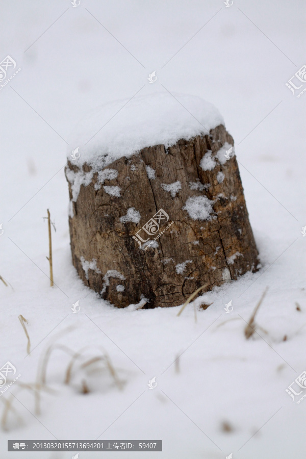 雪景,树桩