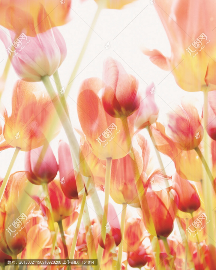 花卉,無框畫