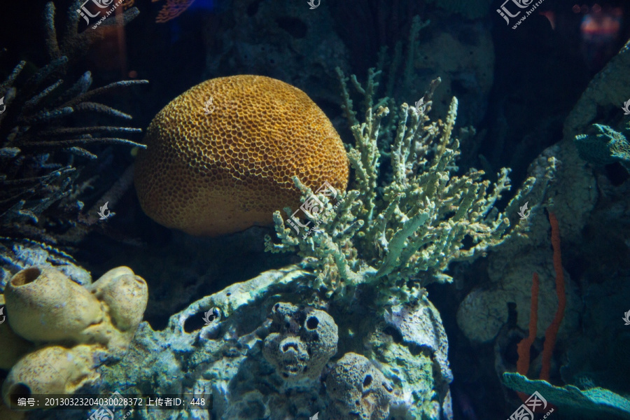 水族箱礁石