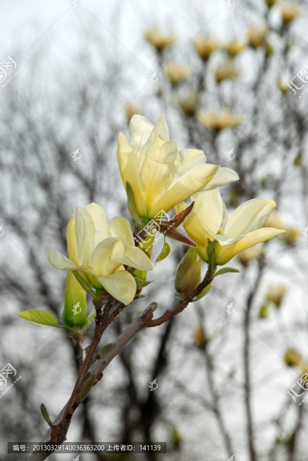 玉兰花开