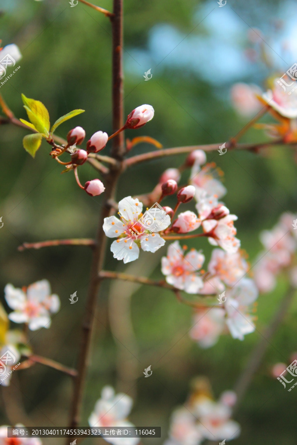 樱花