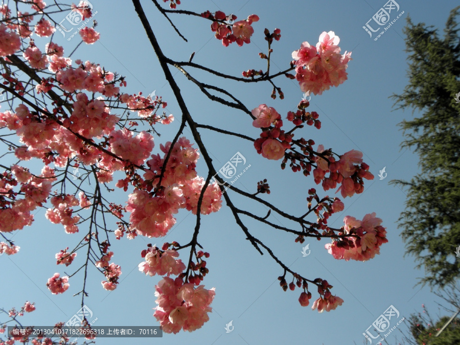 樱花