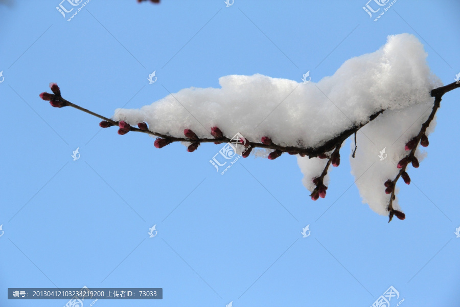 雪景梅花