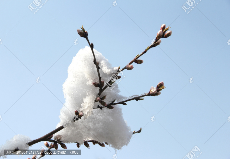 雪景桃花