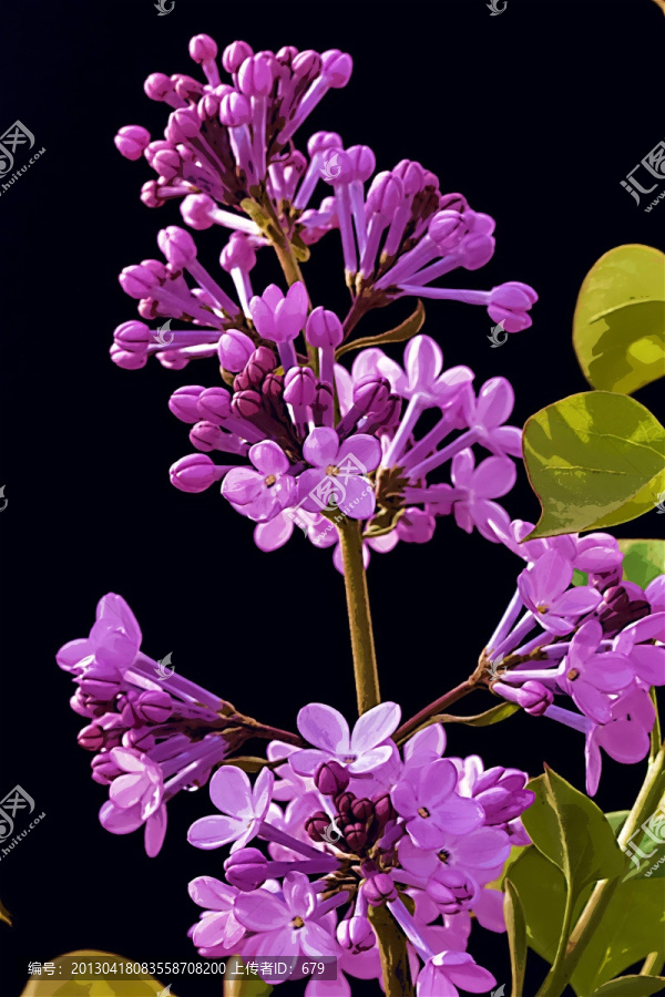 丁香花