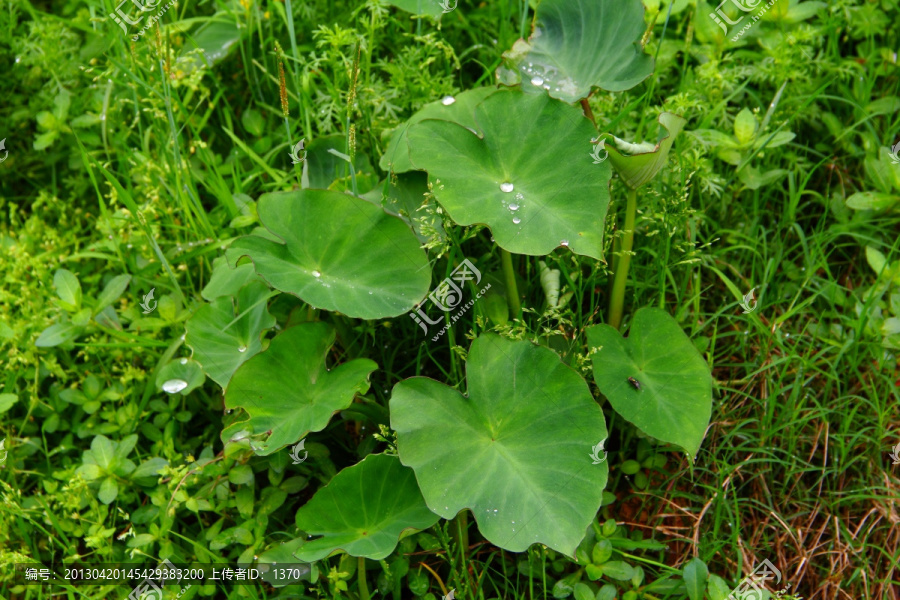 芋头全株