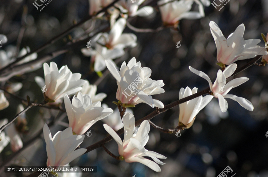 玉兰花