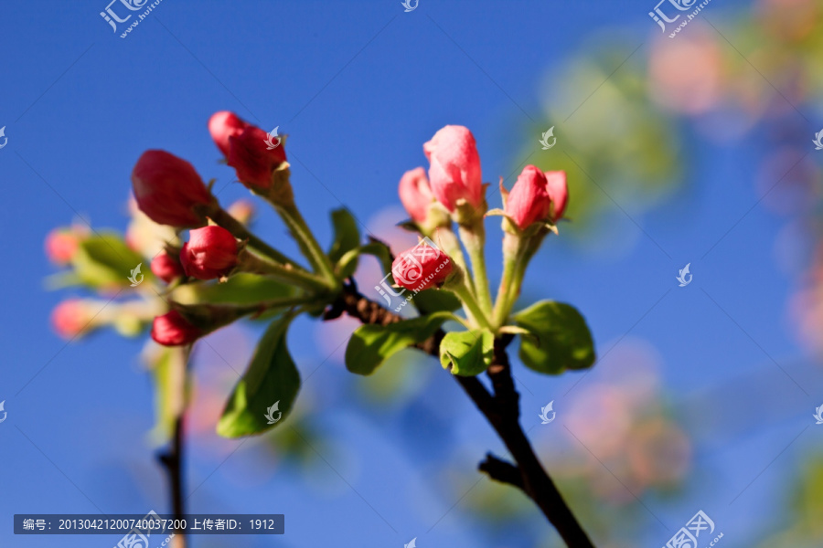 野苹果花