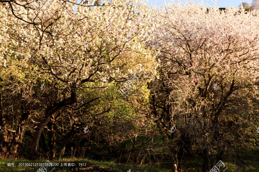 野苹果树