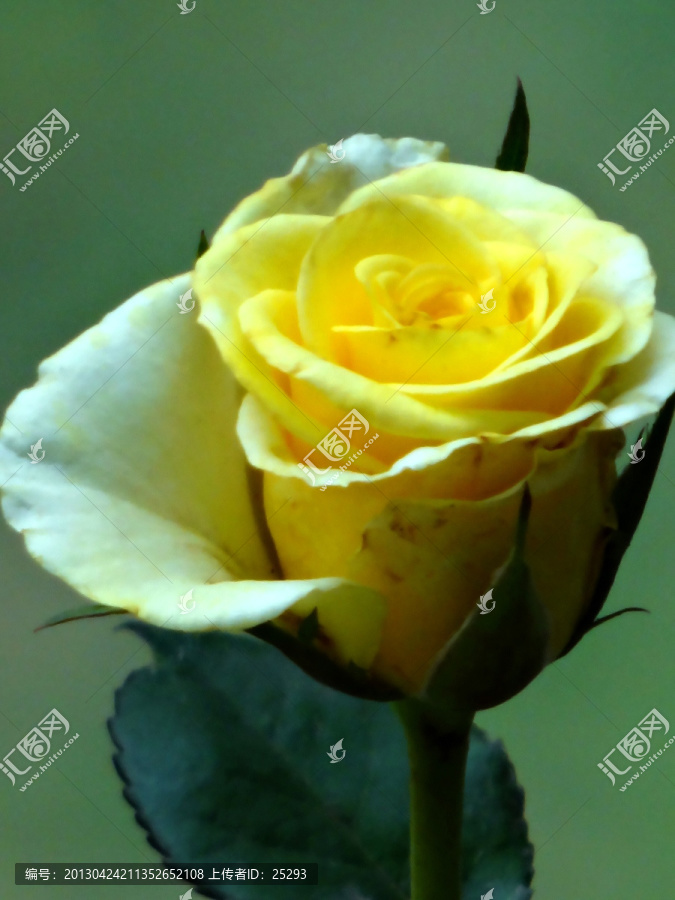 黄玫瑰（非高清）