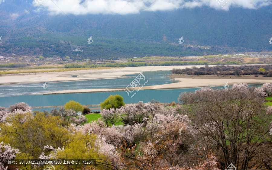 西藏,桃花