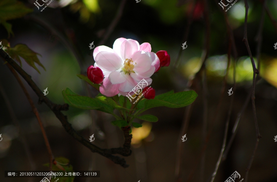 海棠花