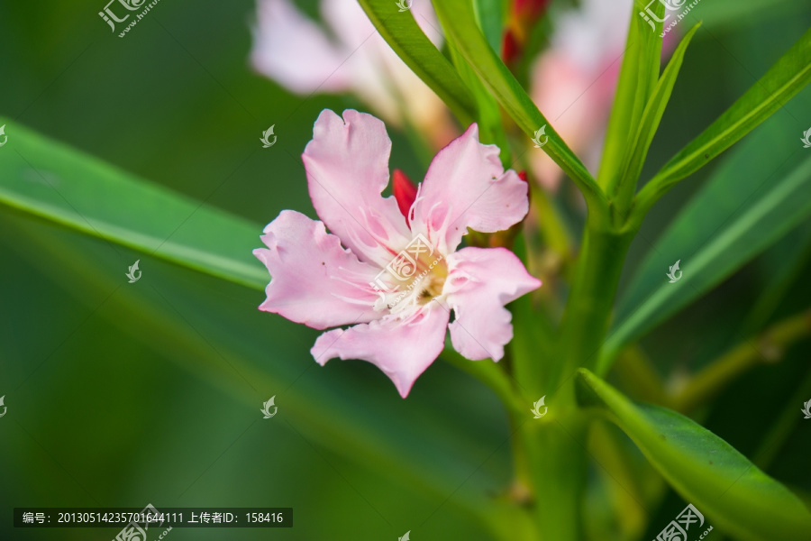 夹竹桃的花