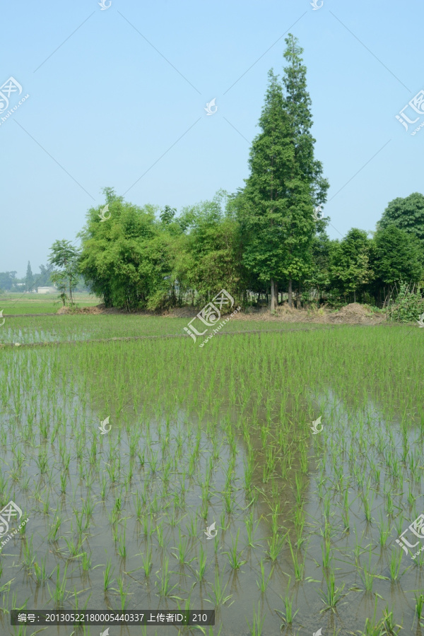 成都平原水稻秧苗田园风光