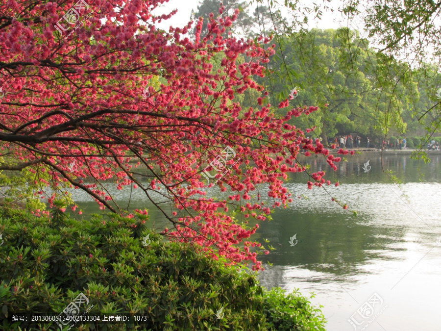 杭州西湖,花港公园