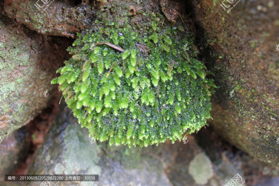 苔藓