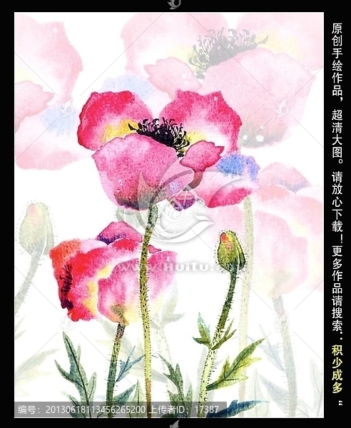 手繪虞美人