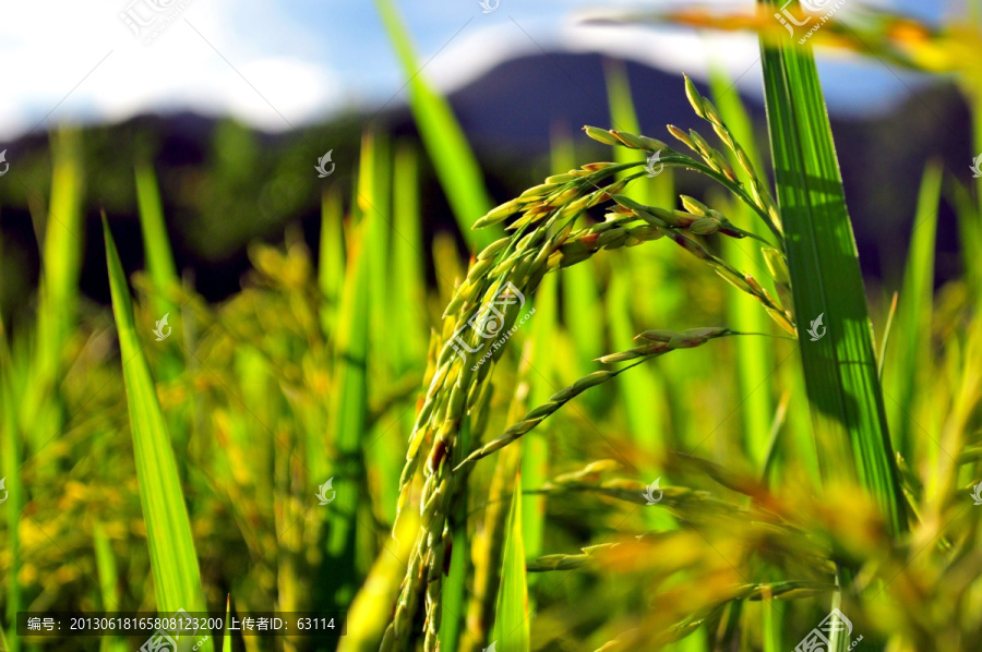 田园,水稻