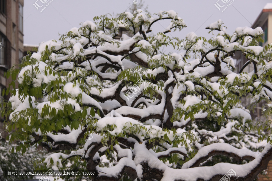 树木雪景