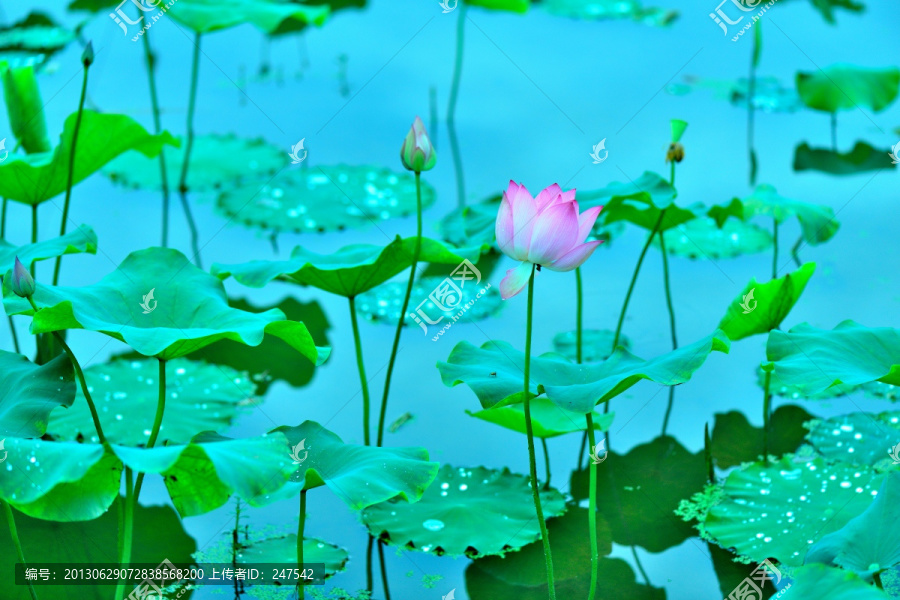 荷花